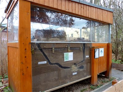 im Heidelberger Zoo gibt es eine Aufzuchtstation für europäische Feldhamster