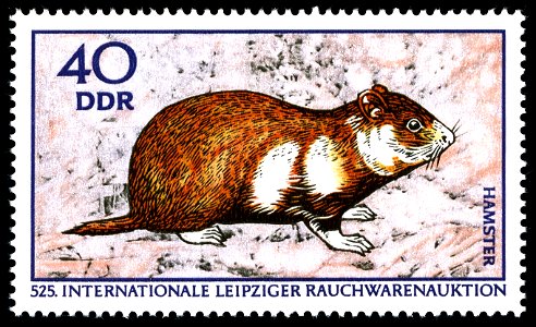 Information: Internationale Leipziger Rauchwarenauktion: Großhamster (Cricetus cricetus)
Ausgabepreis: 40 Pfennig
First Day of Issue / Erstausgabetag: 5. Februar 1970
Auflage: 4.000.000
Entwurf: Bengs