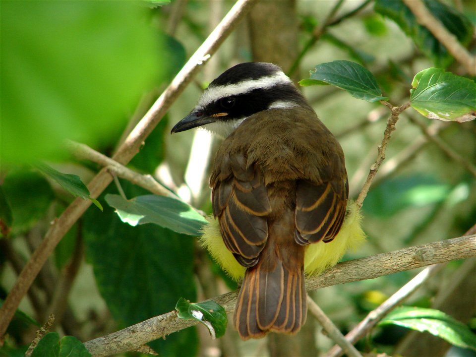 Bem-te-vi Filhote Sebinho, Brazil