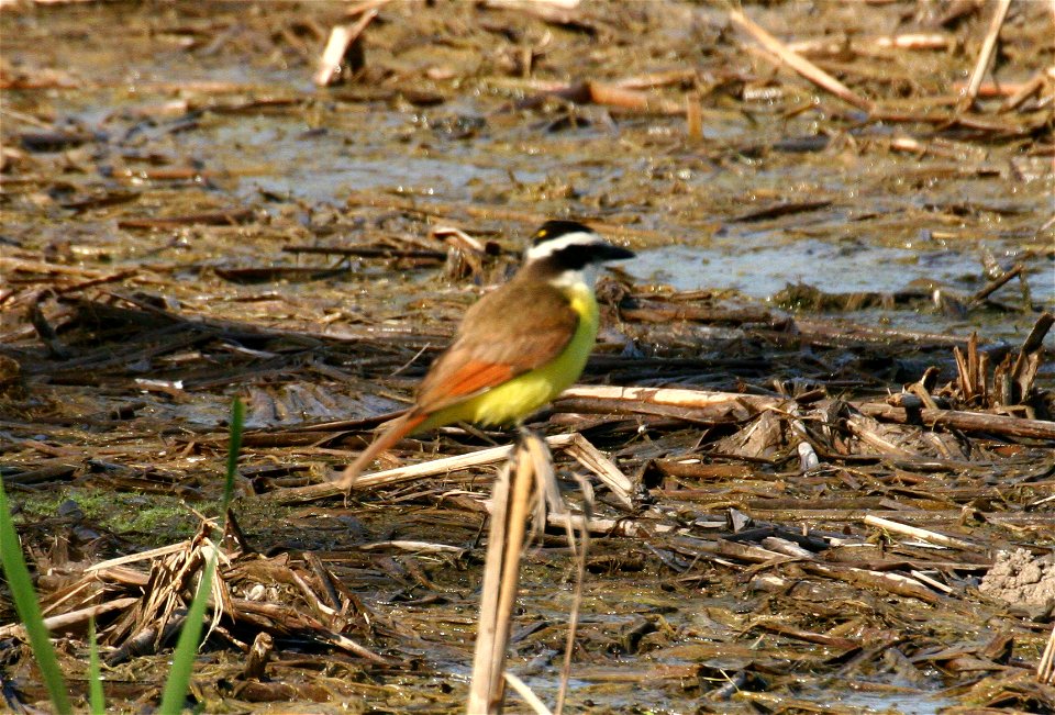 These common, vocal birds are usually easy to find by call or sight at Santa Ana, often near one of the refuge wetlands.

Photo credit: Marvin DeJong/USFWS