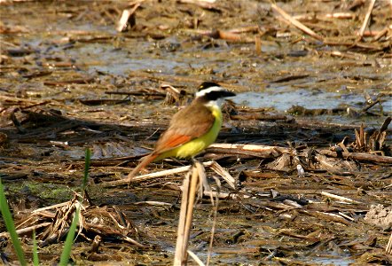 These common, vocal birds are usually easy to find by call or sight at Santa Ana, often near one of the refuge wetlands. Photo credit: Marvin DeJong/USFWS photo