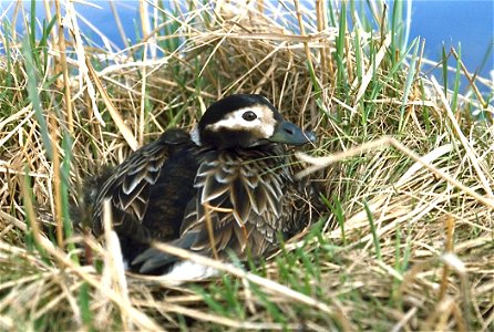 Female Long-tailed Duck (Clangula hyemalis) on nest