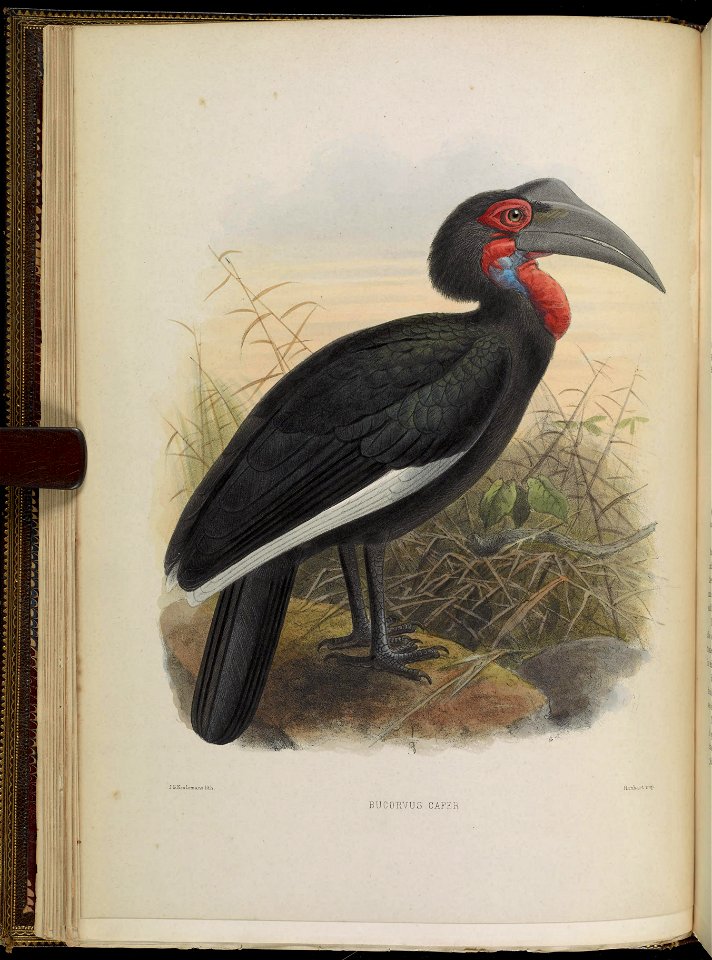 A monograph of the Bucerotidæ, or family of the hornbills.