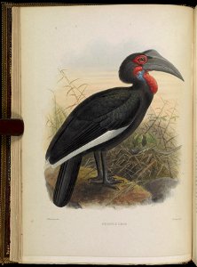 A monograph of the Bucerotidæ, or family of the hornbills.