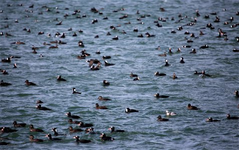 Surf Scoters and a Long-tailed Duck (the whiter bird at lower right) congregating in Yaquina Bay, Oregon to feed on Pacific herring eggs