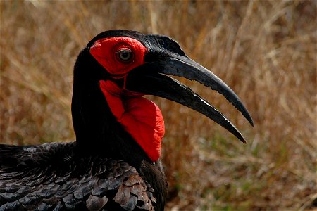 Bucorvus_leadbeateri in Krugerpark South Africa
