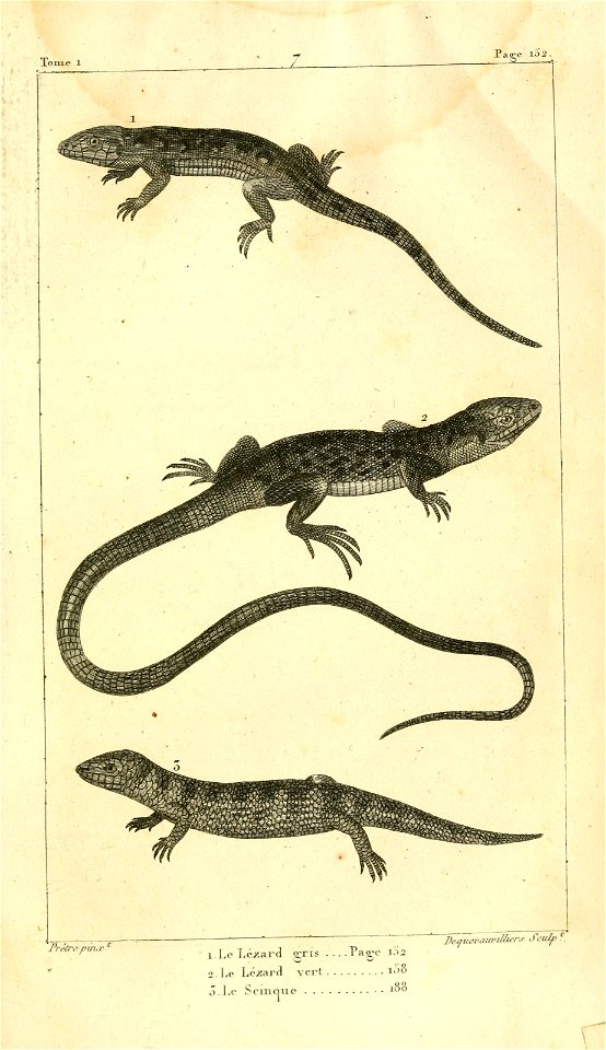 English:  
1. The Sand lizard (Lacerta agilis)
2. The Ocellated lizard (Timon lepidus)

3. The Common sandfish (Scincus scincus)Français :  
1. Le Lézard gris (Lacerta agilis)