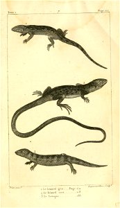 English:  
1. The Sand lizard (Lacerta agilis)
2. The Ocellated lizard (Timon lepidus)

3. The Common sandfish (Scincus scincus)Français :  
1. Le Lézard gris (Lacerta agilis)