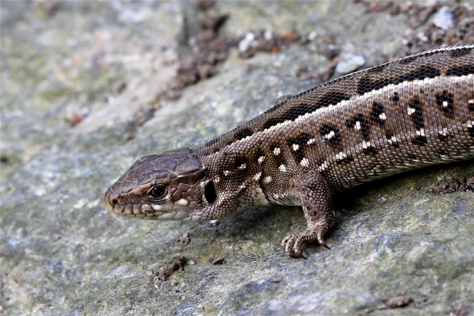 Sand lizard female (Lacerta agilis).