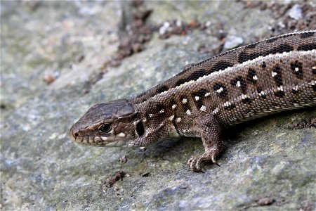 Sand lizard female (Lacerta agilis).