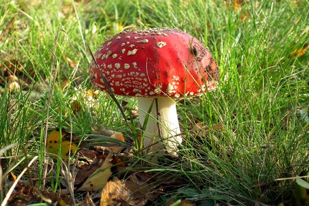 Red in the fall poison