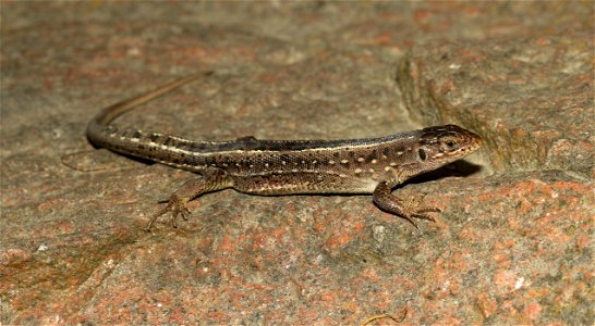 Sand Lizard female (Lacerta agilis)