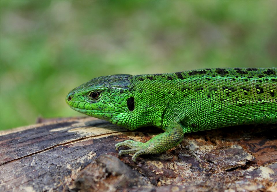 Sand Lizard male (Lacerta agilis)