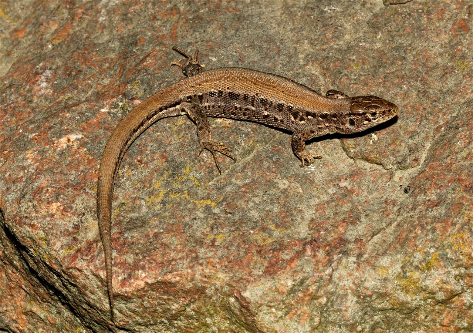 Sand Lizard female (Lacerta agilis ssp. argus). Ukraine