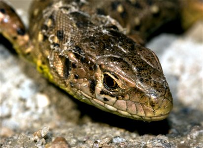 Sand Lizard – female