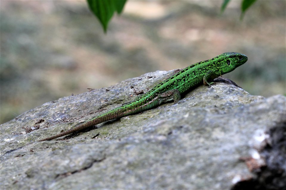 Sand Lizard male (Lacerta agilis).
