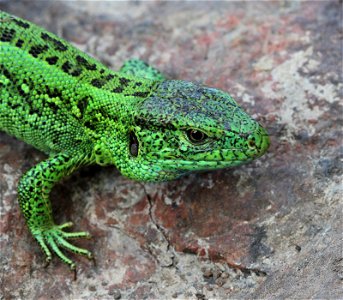 Sand Lizard male (Lacerta agilis).