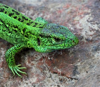 Sand Lizard male (Lacerta agilis). photo