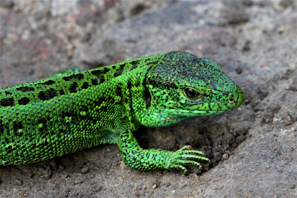 Sand Lizard male (Lacerta agilis).