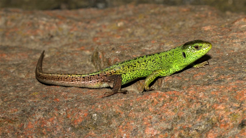 Sand Lizard male (Lacerta agilis)