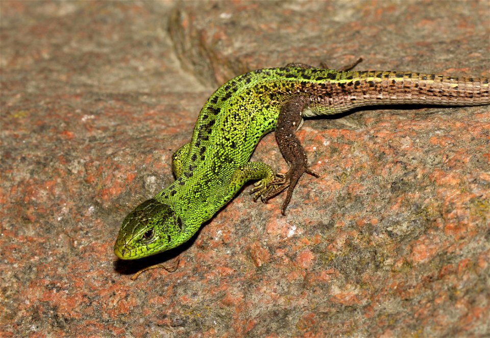 Sand Lizard male (Lacerta agilis)