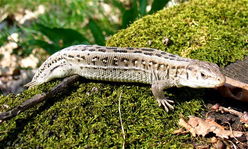 Sand Lizard (Lacerta agilis)