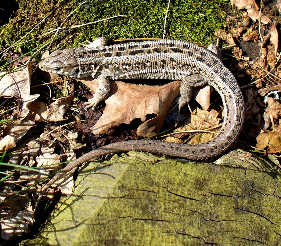 Sand Lizard (Lacerta agilis)