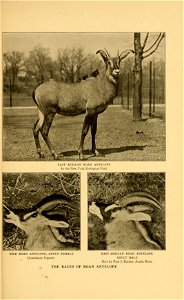 EAST AFRICAN ROAN ANTELOPE In the New York Zoological Park NILE ROAN ANTELOPE, ADULT FEMALE Gondokoro, Uganda EAST AFRICAN ROAN ANTELOPE ADULT MALE Shot by Paul J. Rainey, Amala River THE RACE photo