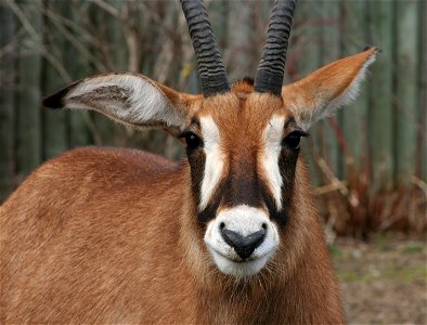 Roan Antelope (Hippotragus equinus cottoni) at the Buffalo Zoo
