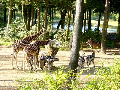 zebras and giraffes in Burgers Zoo, Arnheim, NL photo