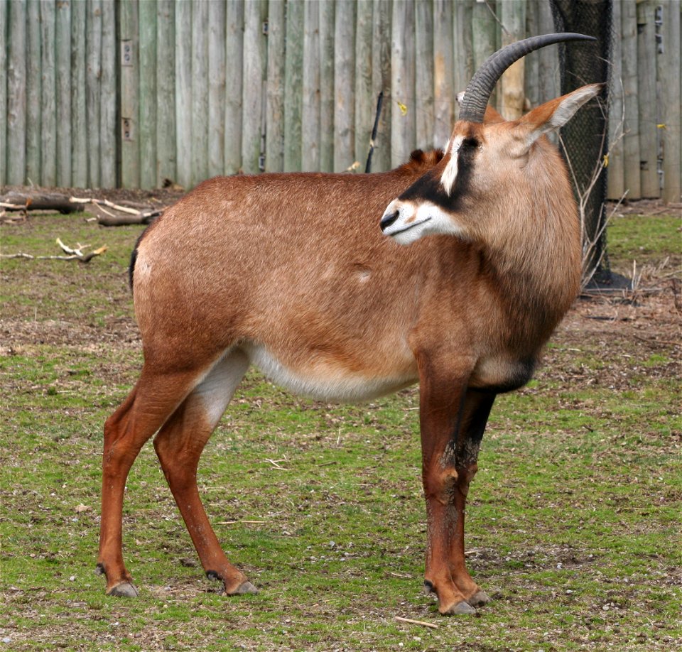 Roan Antelope (Hippotragus equinus cottoni) at the Buffalo Zoo
