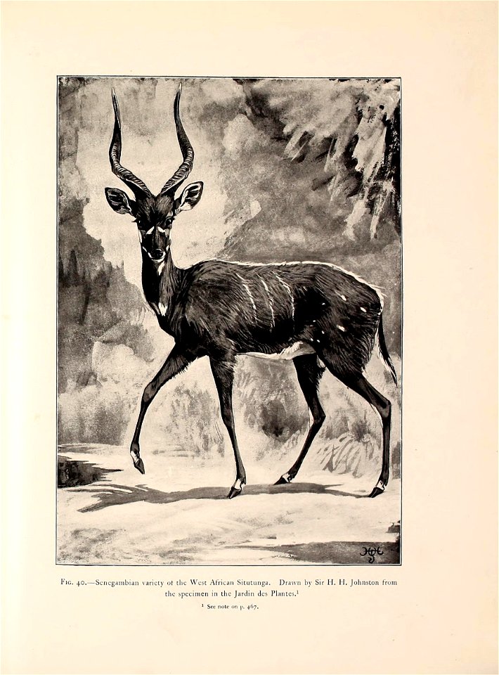 Great and small game of Africa : an account of the distribution, habits, and natural history of the sporting mammals, with personal hunting experiences /