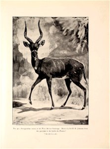 Great and small game of Africa : an account of the distribution, habits, and natural history of the sporting mammals, with personal hunting experiences /