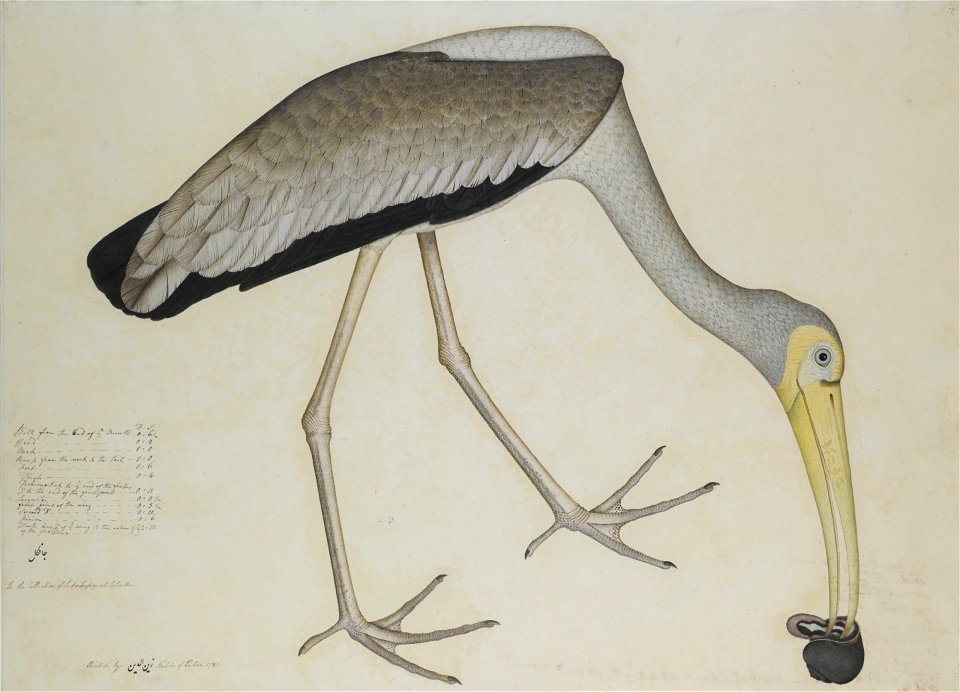 A study of a Stork, from the Lady Impey Series, signed by Shaykh Zayn al-Din, Company School, Calcutta, dated 1781. "Jankhal, In the Collection of Lady Impey at Calcutta, Painted by Zayn al-Din Native