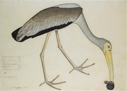 A study of a Stork, from the Lady Impey Series, signed by Shaykh Zayn al-Din, Company School, Calcutta, dated 1781. "Jankhal, In the Collection of Lady Impey at Calcutta, Painted by Zayn al-Din Native