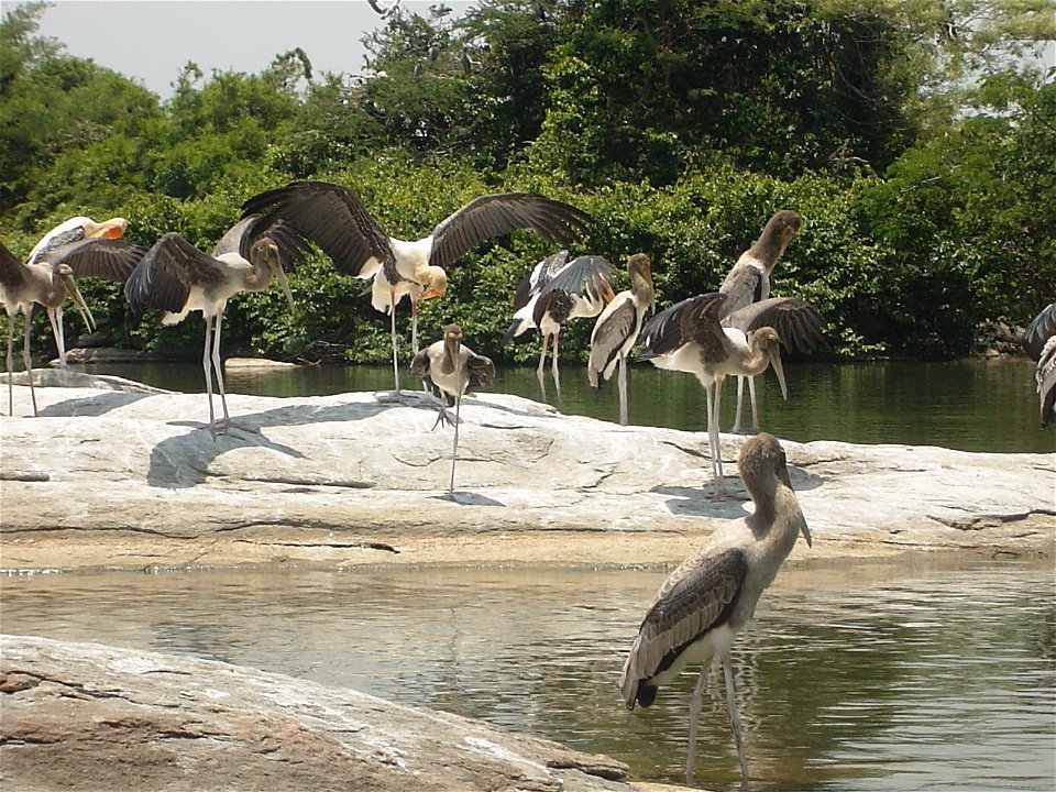 Buntstörche - Jungvögel