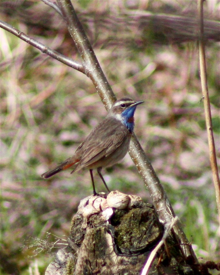 Bluethroat (Luscinia svecica) in Hollihaka Park, Oulu.