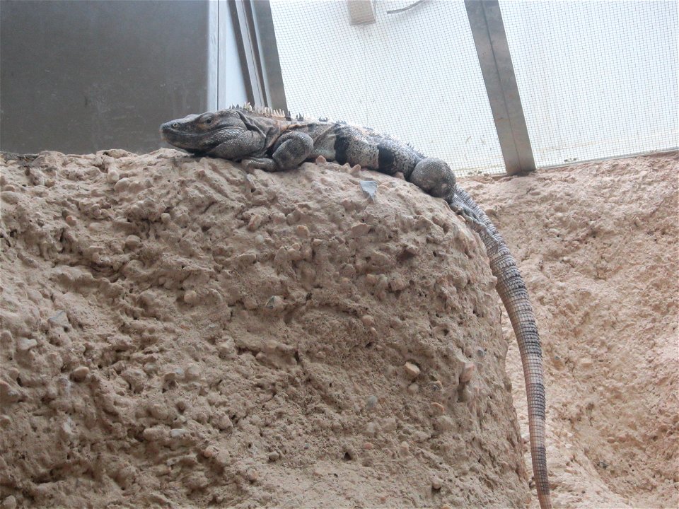 Ctenosaura similis in Berlin Zoo