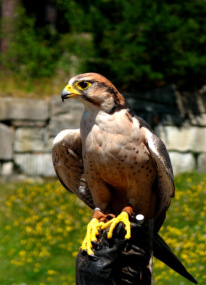 A Lanner Falcon (Falco biarmicus). Photo taken during a show with pirds of prey. Kolmårdens Djurpark, Sweden.