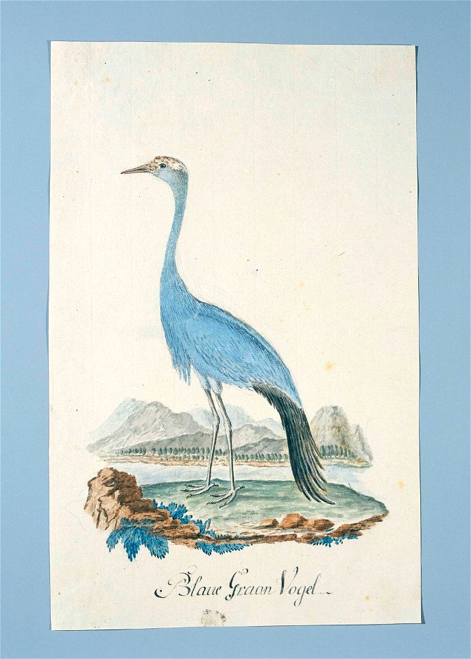 Blauwe kraanvogel (Anthropoides paradisea)