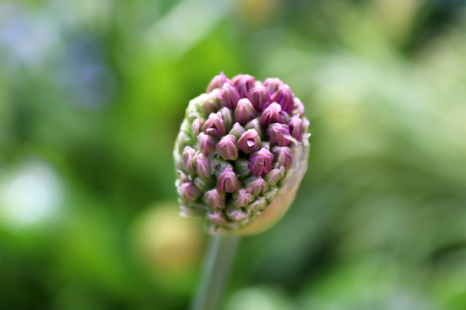 Bud ornamental onion leek