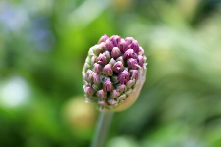 Bud ornamental onion leek photo