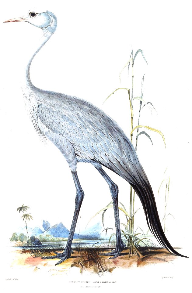 Blue crane by Edward Lear