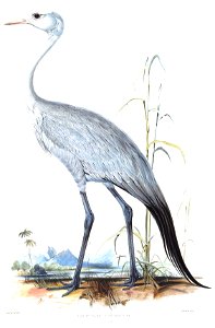 Blue crane by Edward Lear