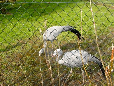 Blue cranes at Chester Zoo