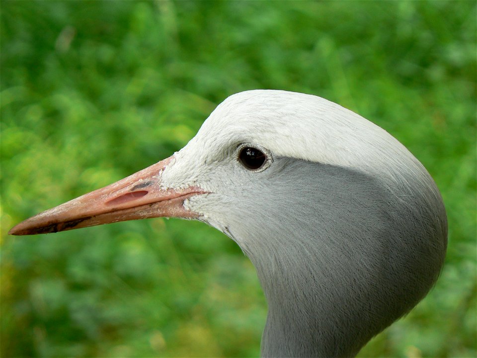 Stanley Crane at Edinburgh Zoo