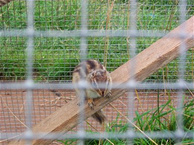 A chipmunk at East Links Family Park, Scotland