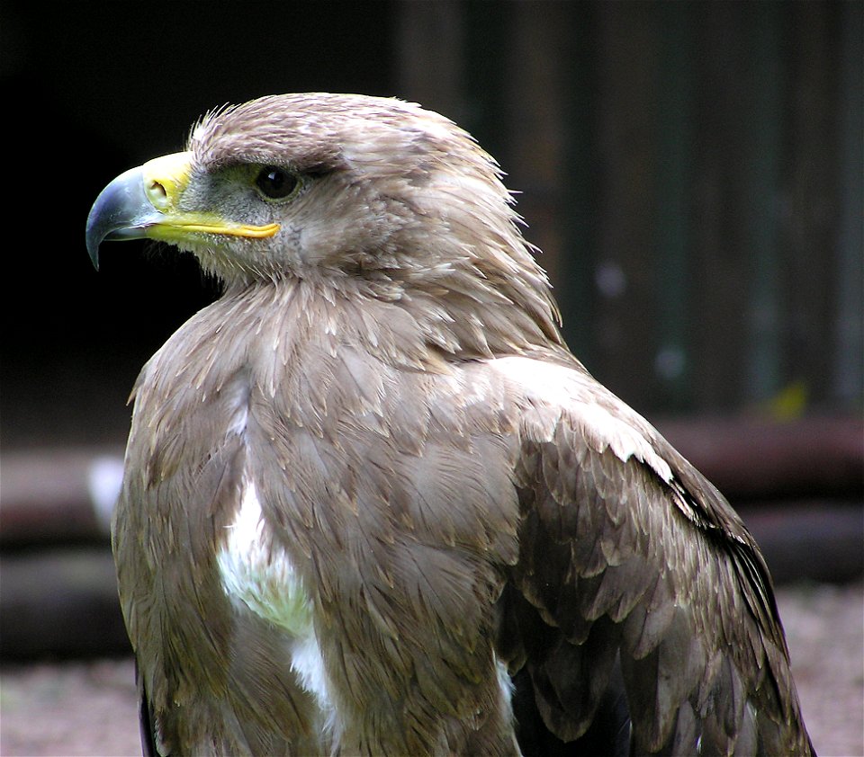 Tawny Eagle (Aquila rapax) in close-up at Combe Martin Wildlife and Dinosaur Park, North Devon, England.