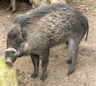 Een nl:Visayawrattenzwijn (Sus cebifrons) in nl:Diergaarde Blijdorp in nl:Rotterdam