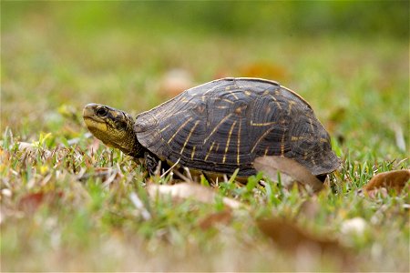 Box Turtle, NPSPhoto, R. Cammauf photo